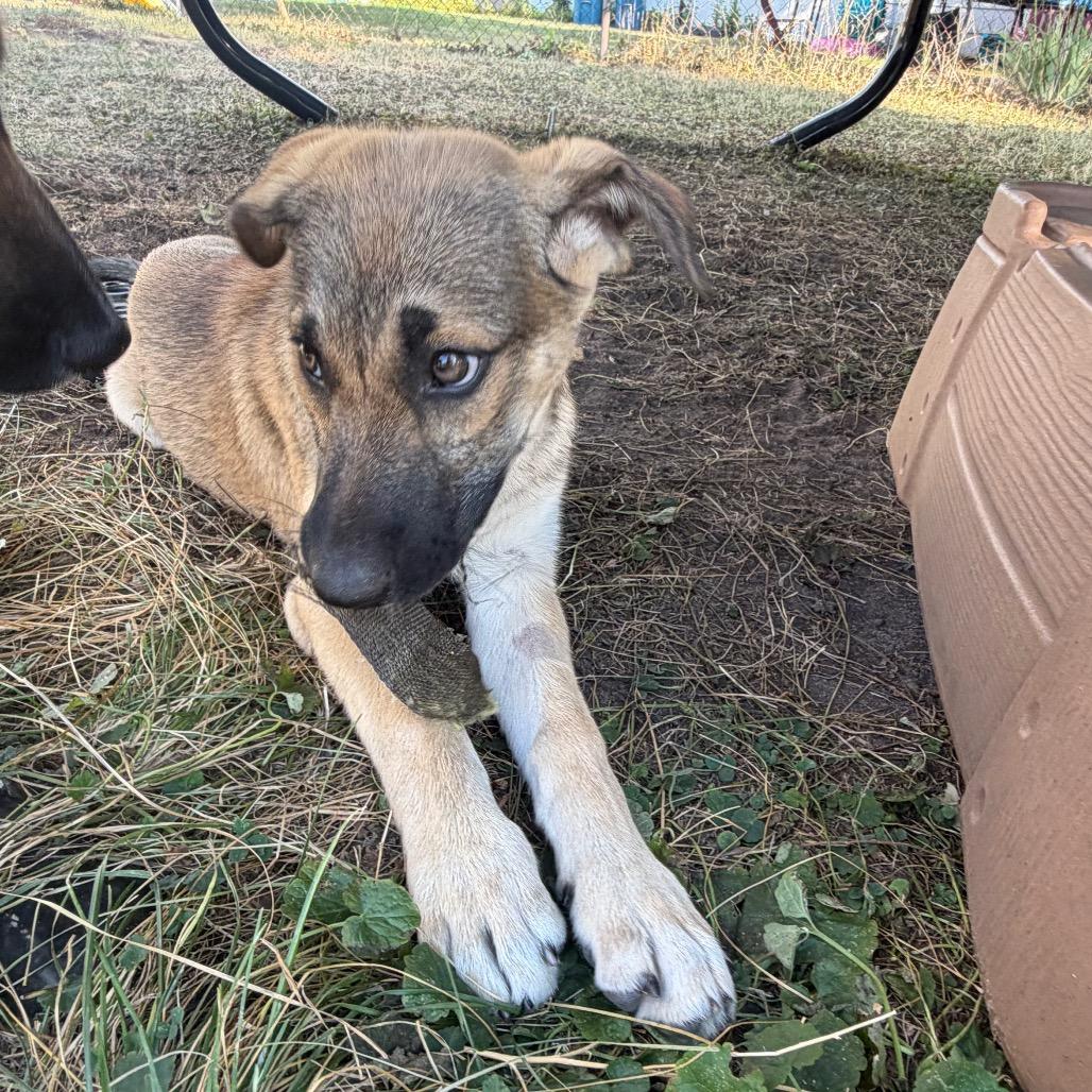 Enlarge Luau, a Adoptable Mixed Breed in Duluth, MN image 5/6