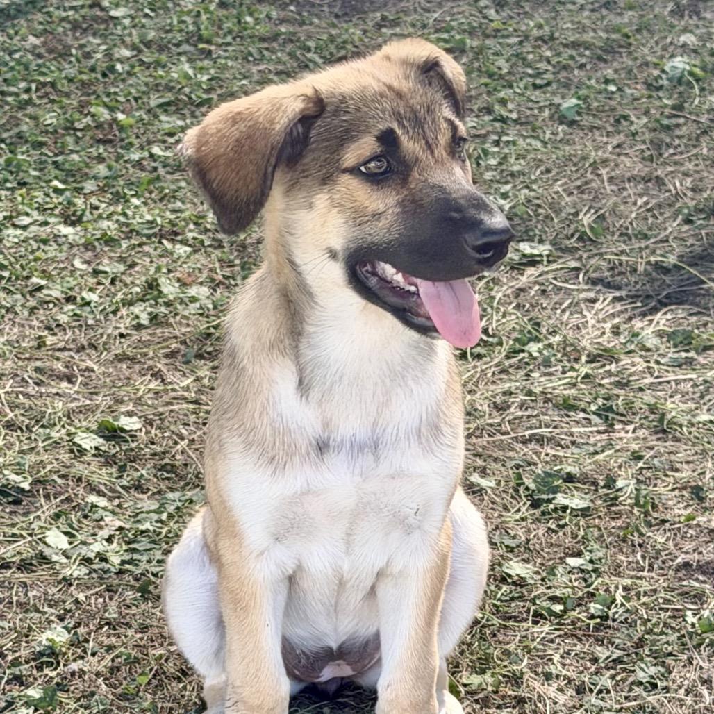 Enlarge Luau, a Adoptable Mixed Breed in Duluth, MN image 6/6