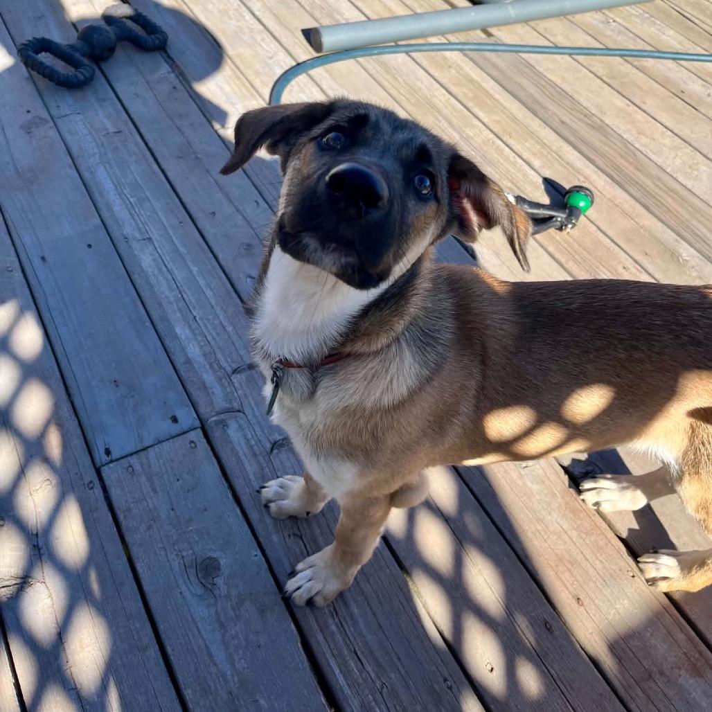 Enlarge Luau, a Adoptable Mixed Breed in Duluth, MN image 1/6