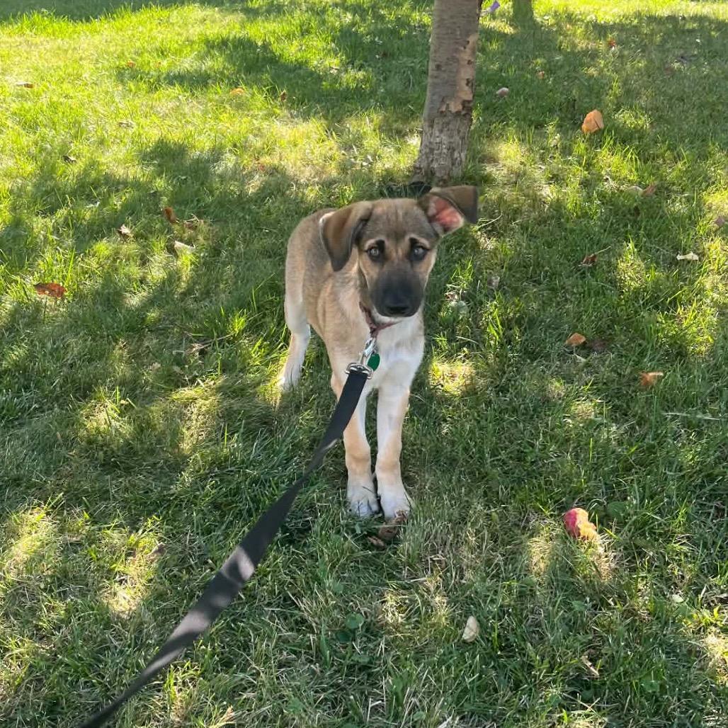 Enlarge Luau, a Adoptable Mixed Breed in Duluth, MN image 2/6