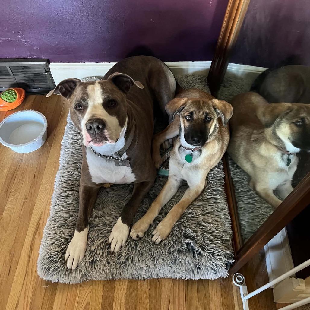 Enlarge Luau, a Adoptable Mixed Breed in Duluth, MN image 3/6