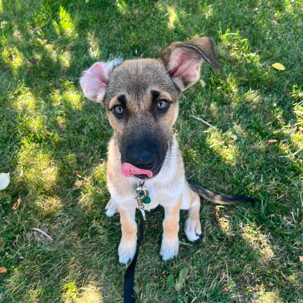 Luau, Adoptable, Puppy Female Mixed Breed.