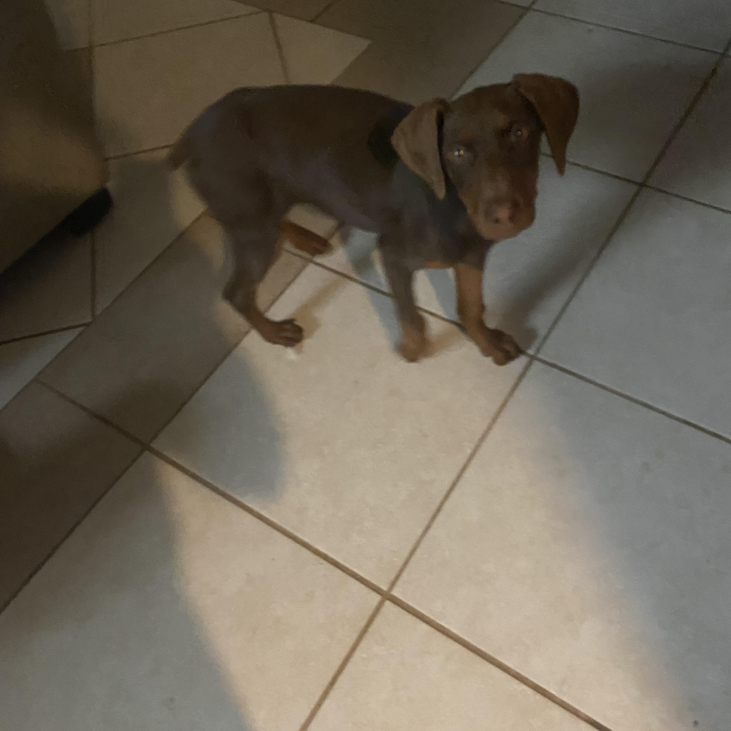 Penny, ADOPTABLE, Puppy Female Doberman Pinscher.