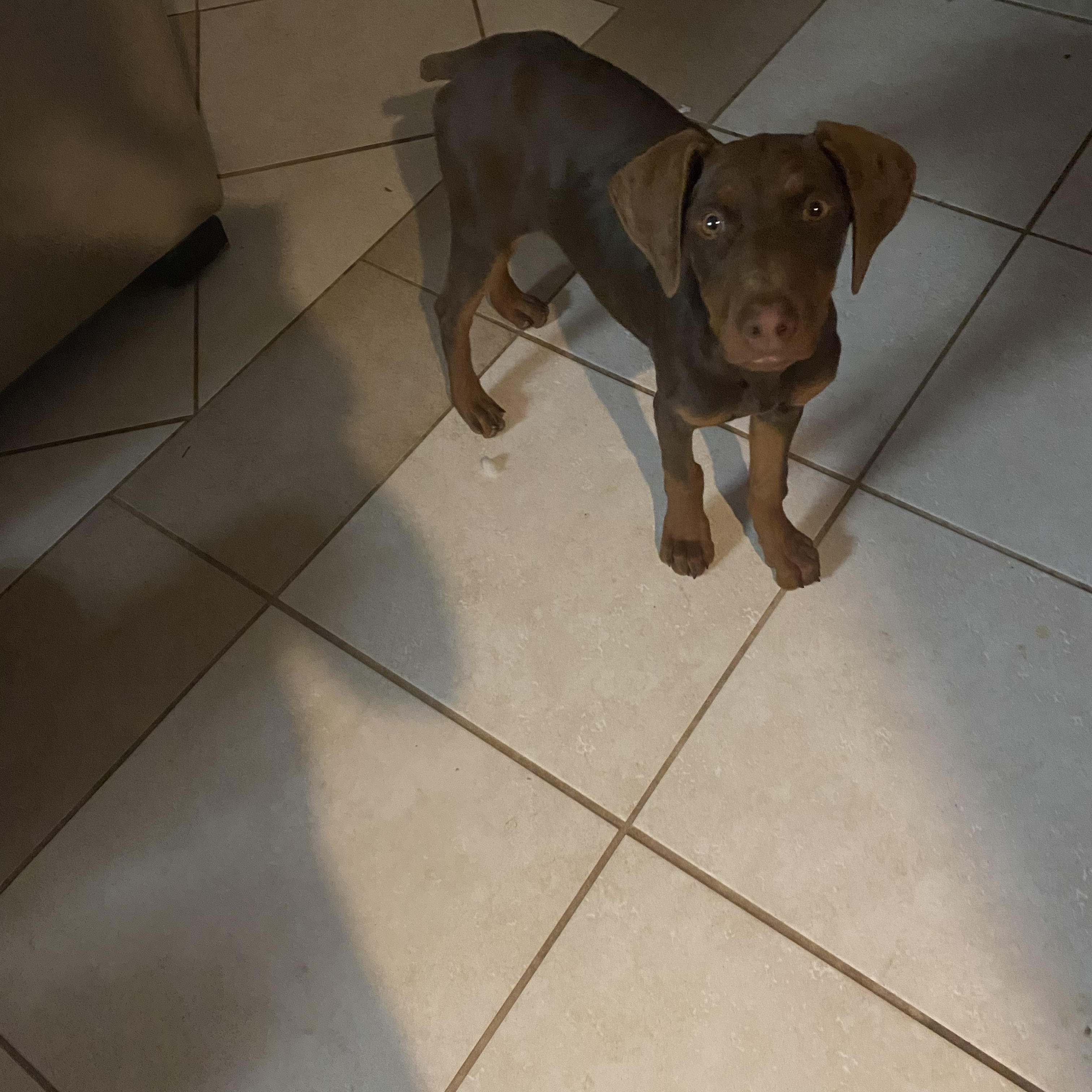 Penny, a ADOPTABLE Doberman Pinscher in Moreno Valley, CA image 2/2