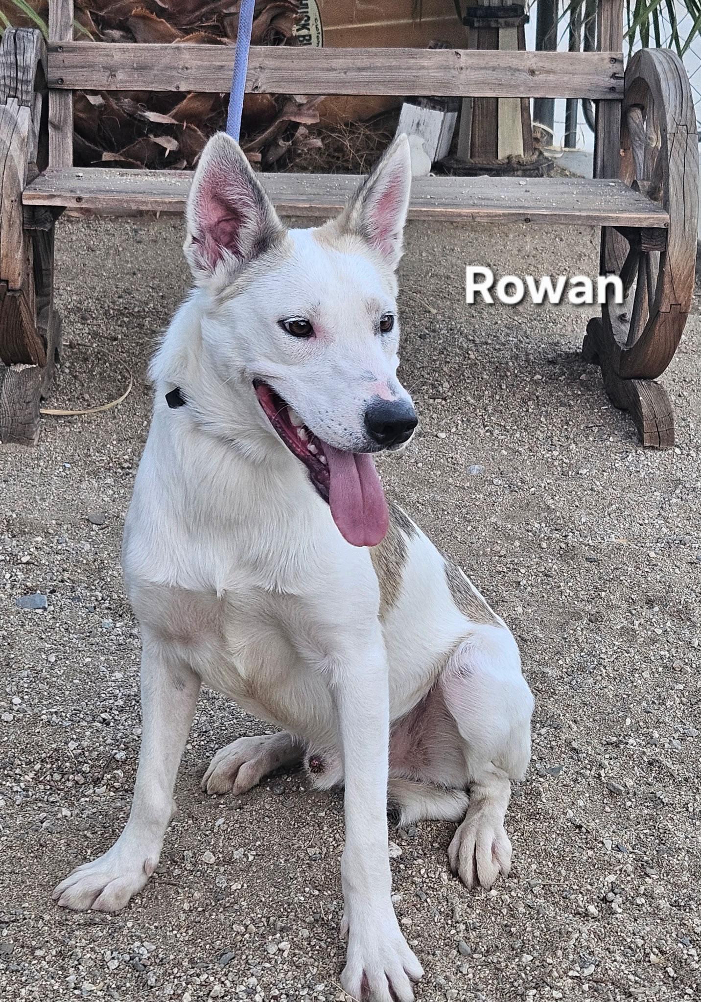 Enlarge Rowan, a Adoptable Shepherd in Inglewood, CA image 3/5