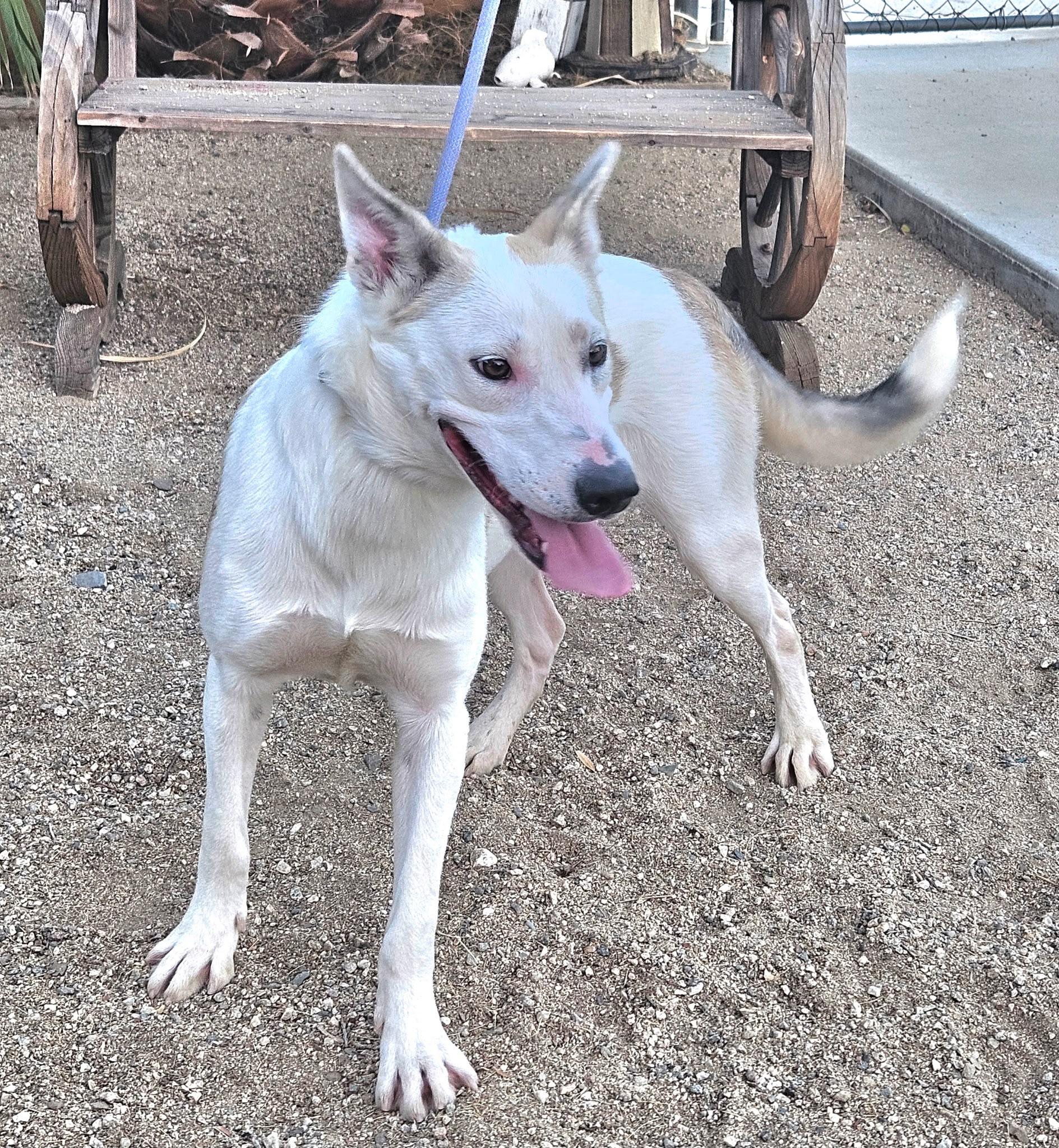 Enlarge Rowan, a Adoptable Shepherd in Inglewood, CA image 4/5