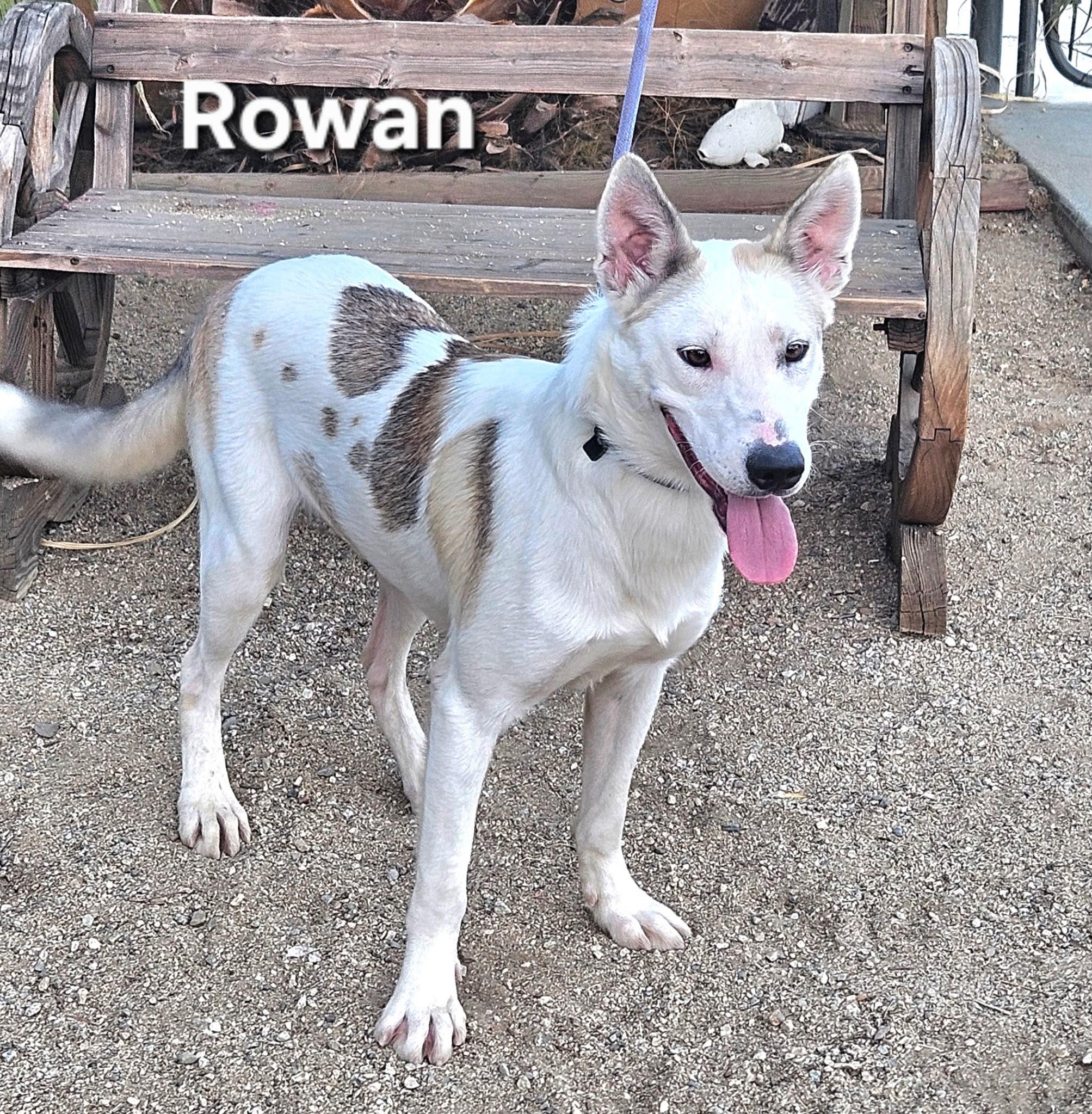 Rowan, Adoptable, Young Male Shepherd.