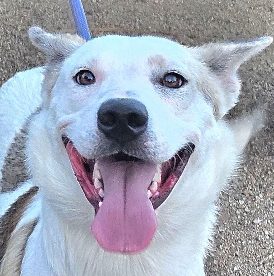 Enlarge Rowan, a Adoptable Shepherd in Inglewood, CA image 5/5