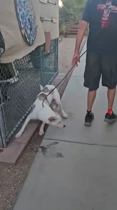 Enlarge Rowan, a Adoptable Shepherd in Inglewood, CA video 2/5
