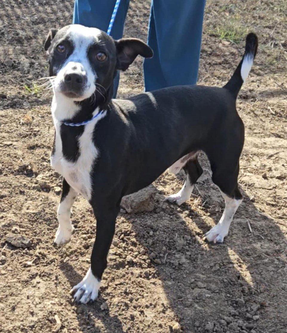 Spot, Adopted, Adult Male Terrier.