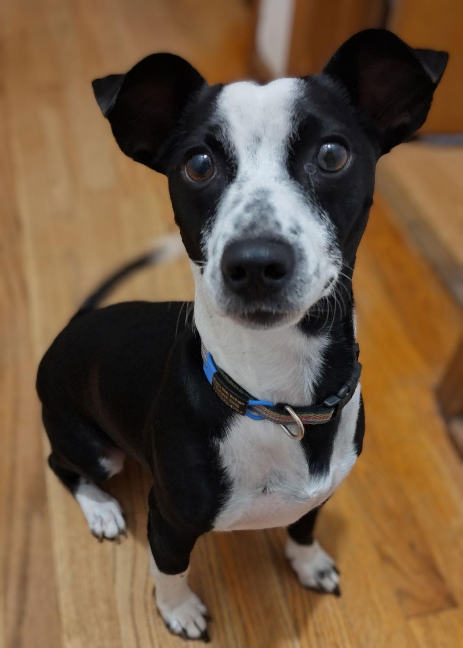 Enlarge Spot, a Adopted Terrier in Lee's Summit, MO image 3/3