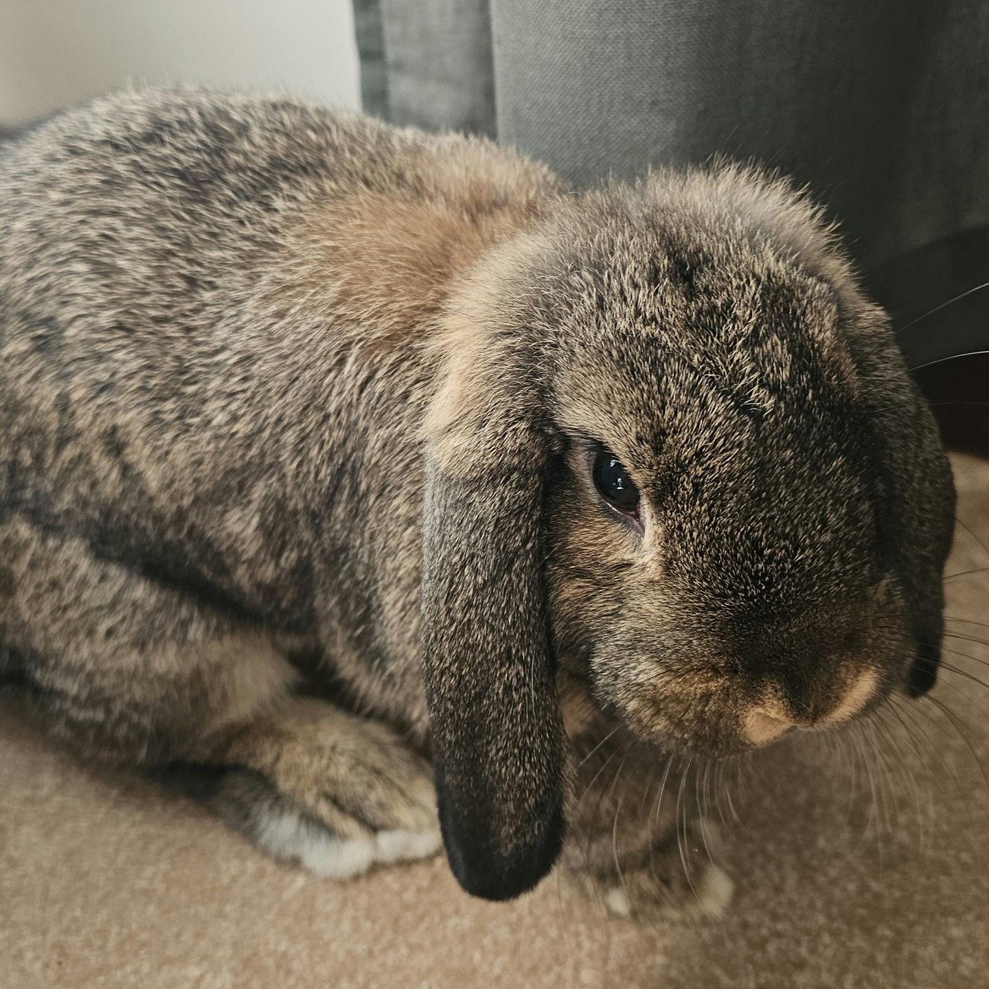 Kiwi, a Adopted Mini Lop in Coralville, IA image 6/6