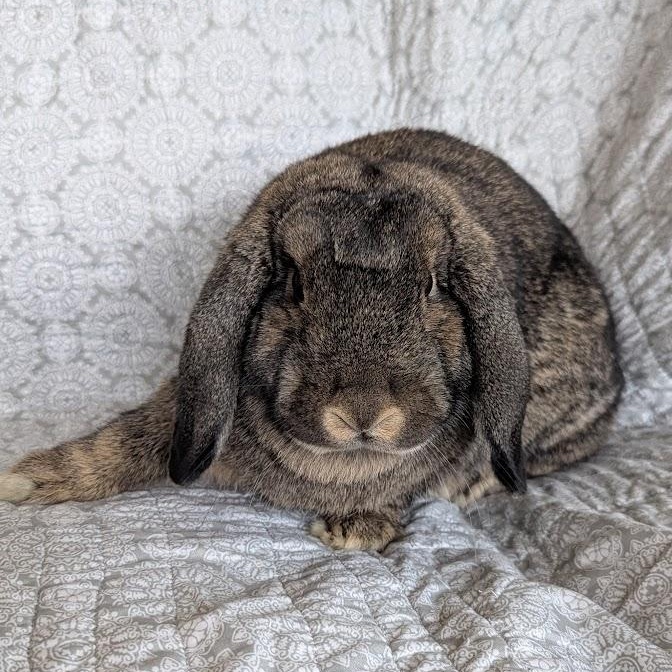Kiwi, a Adopted Mini Lop in Coralville, IA image 4/6