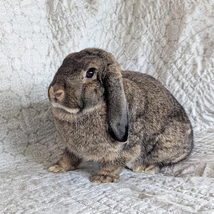 Kiwi, a Adopted Mini Lop in Coralville, IA image 3/6