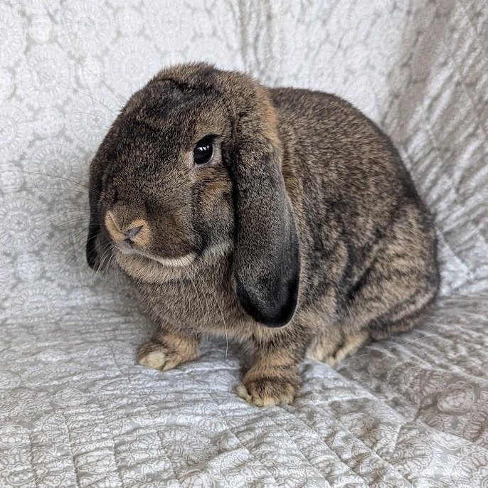 Kiwi, Adopted, Adult Female Mini Lop.