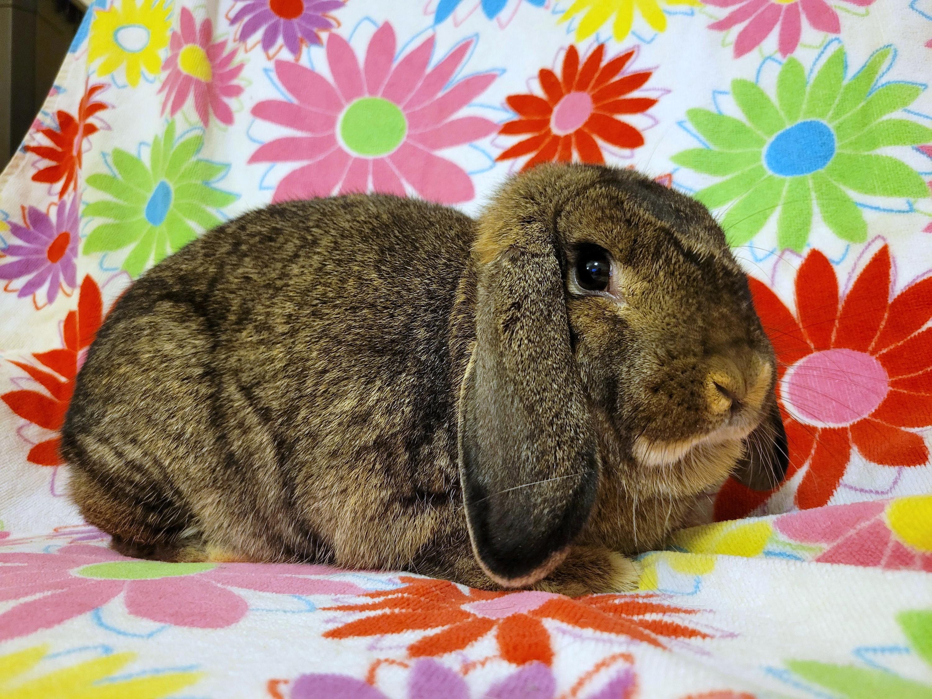 Kiwi, a Adopted Mini Lop in Coralville, IA image 5/6