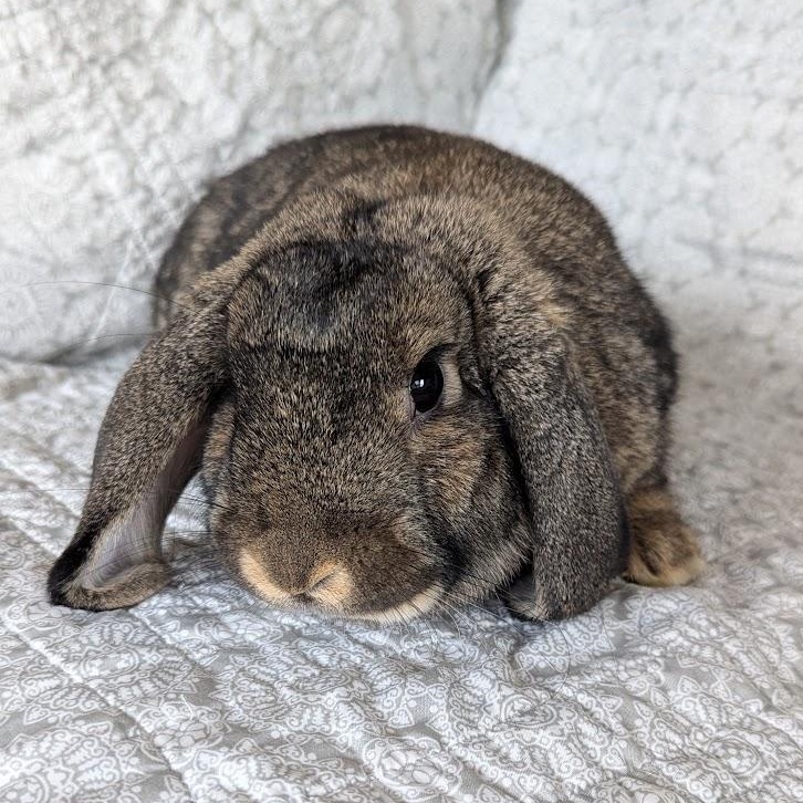 Kiwi, a Adopted Mini Lop in Coralville, IA image 2/6