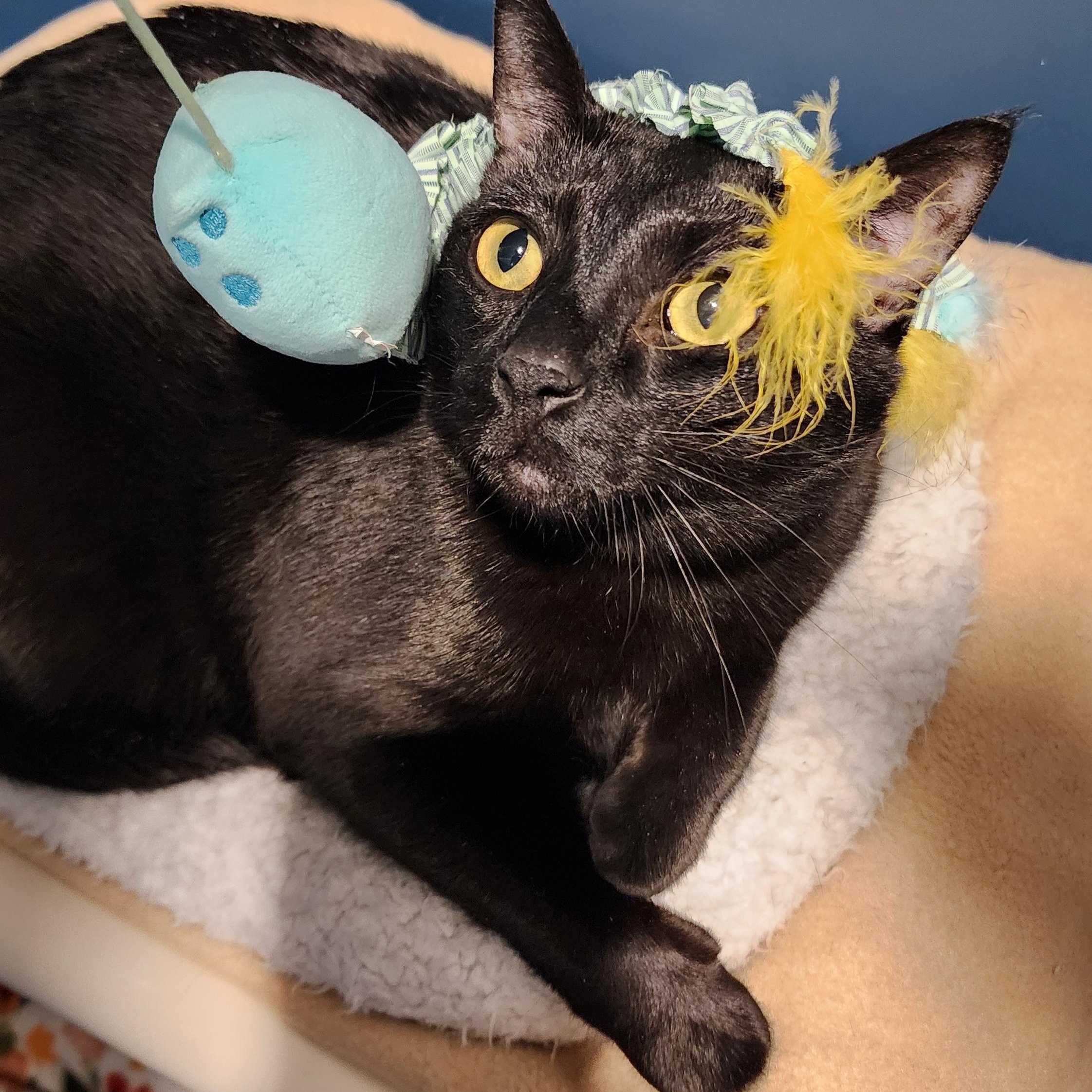 Enlarge Roller, an adopted Domestic Short Hair in Ely, MN image 3/4