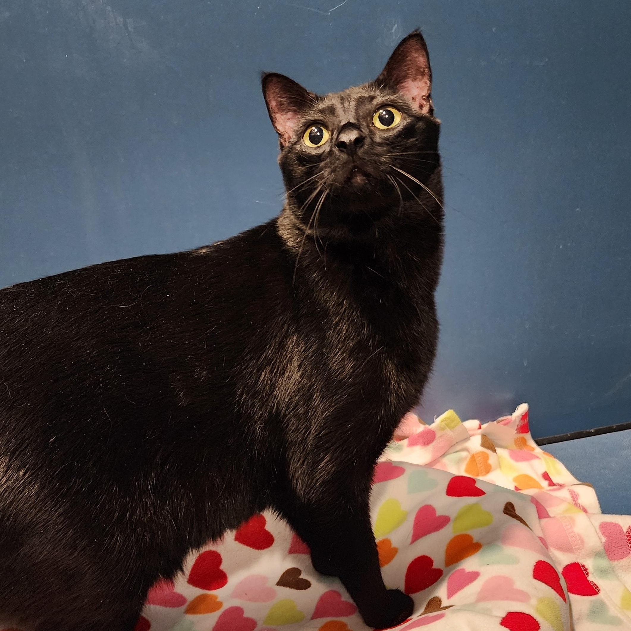 Roller, ADOPTABLE, Adult Male Domestic Short Hair.