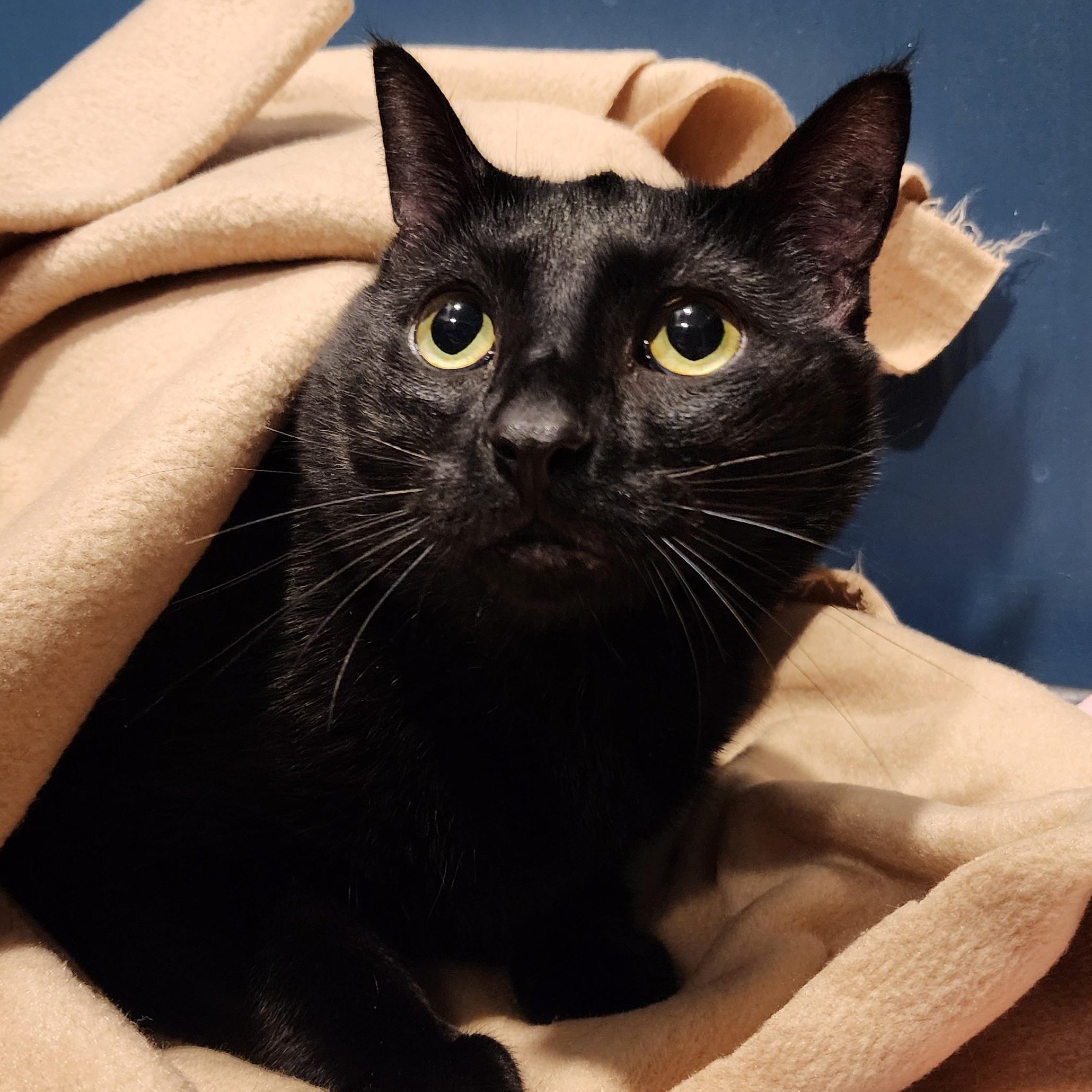 Roller, adopted, Adult Male Domestic Short Hair.