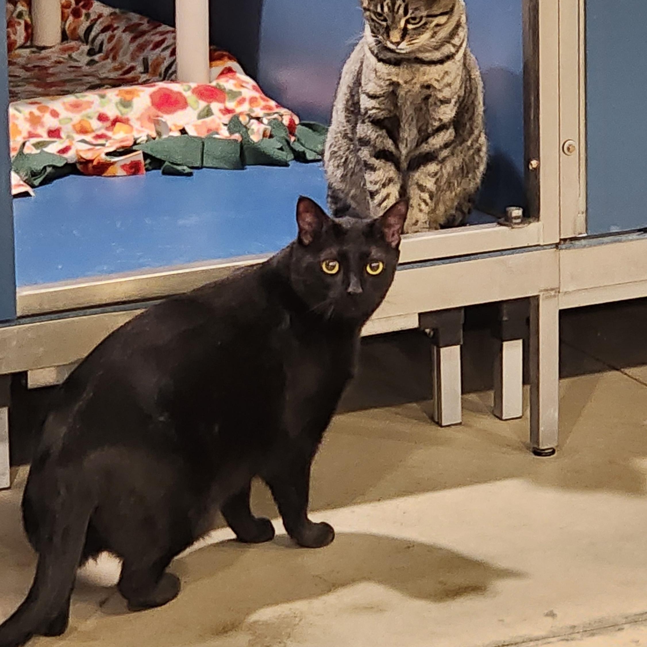 Enlarge Roller, an adopted Domestic Short Hair in Ely, MN image 4/4