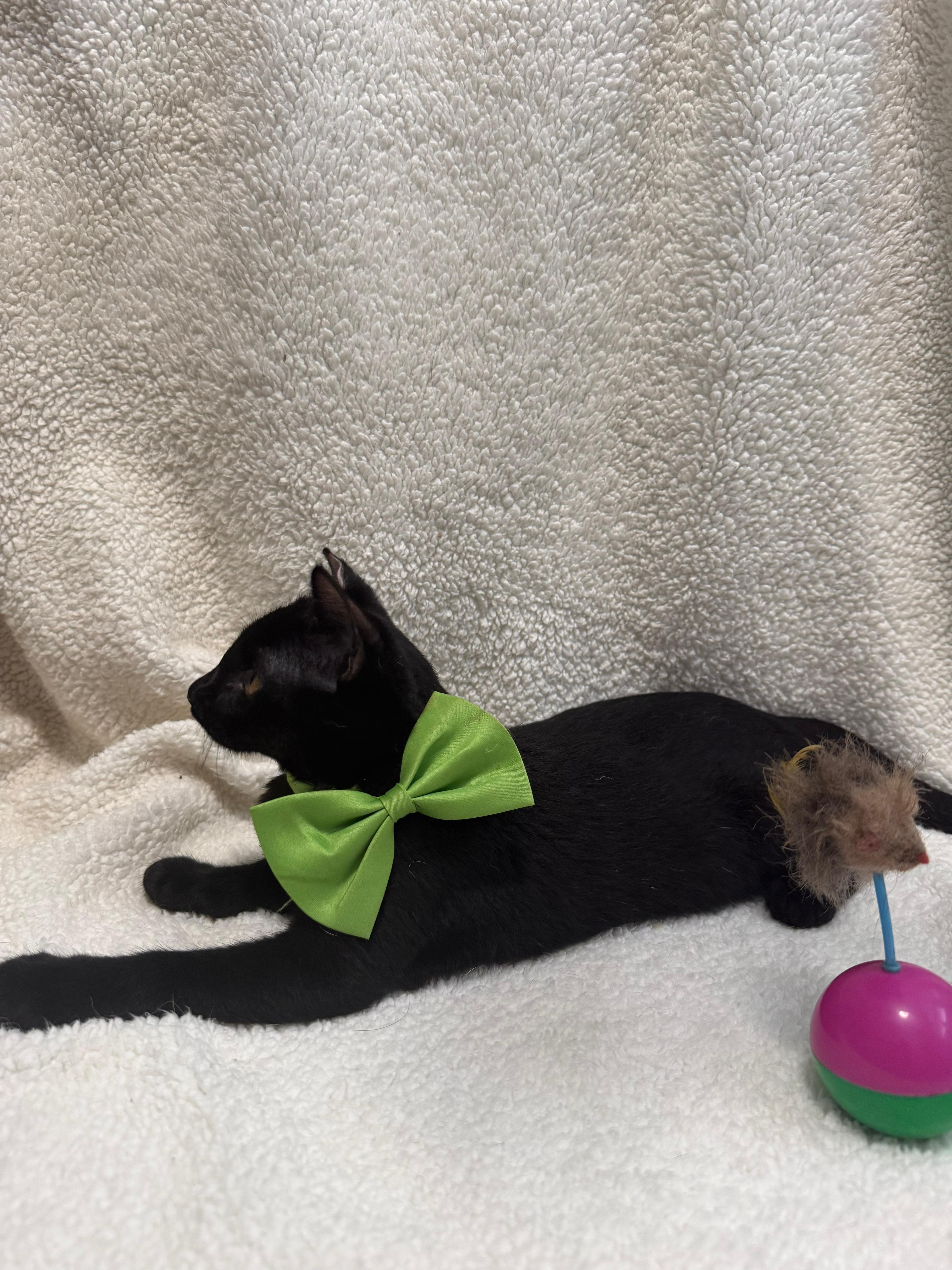 Enlarge Nik, a Adoptable Domestic Short Hair in Aibonito, PR image 3/5