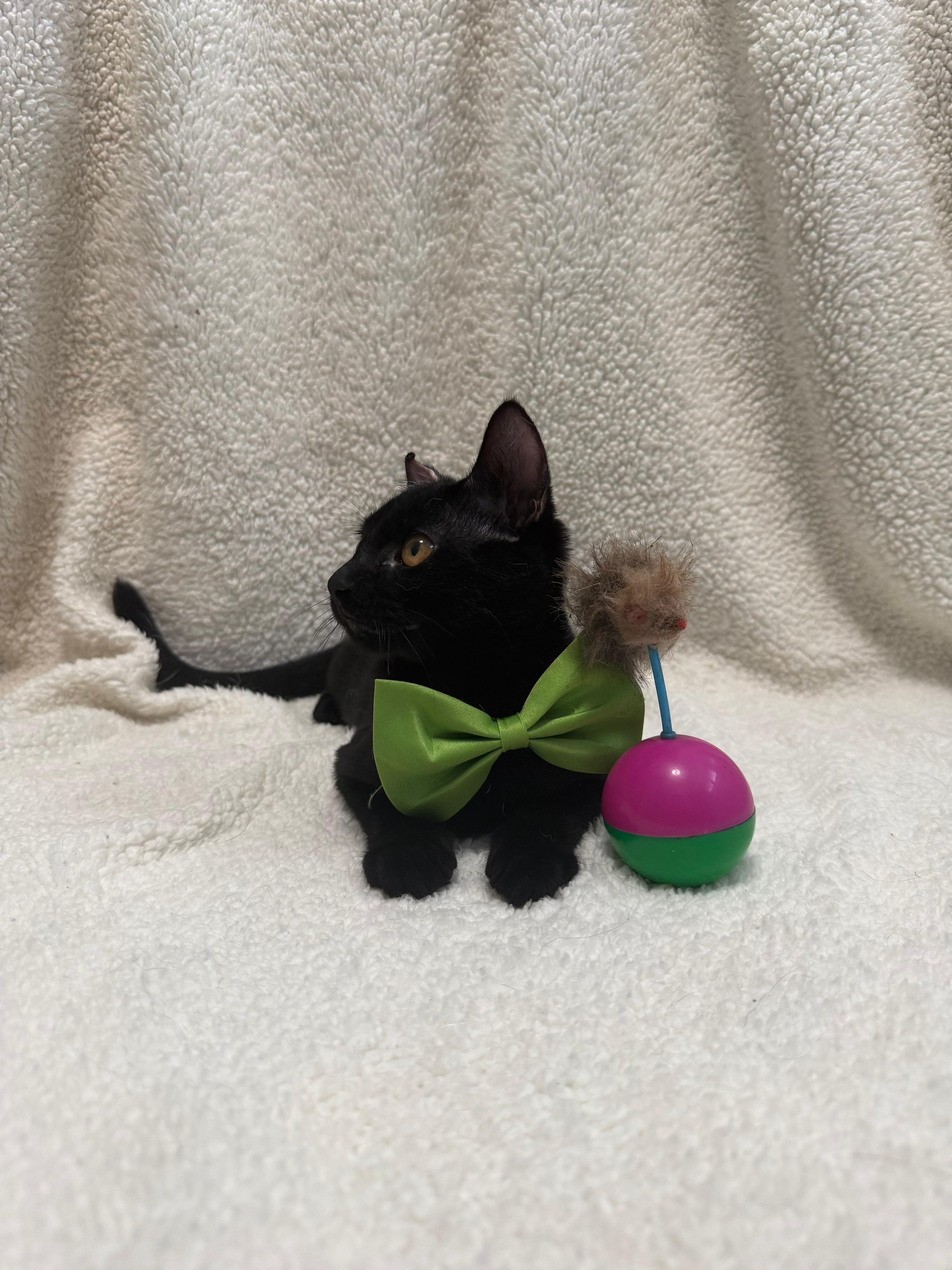 Enlarge Nik, a Adoptable Domestic Short Hair in Aibonito, PR image 4/5