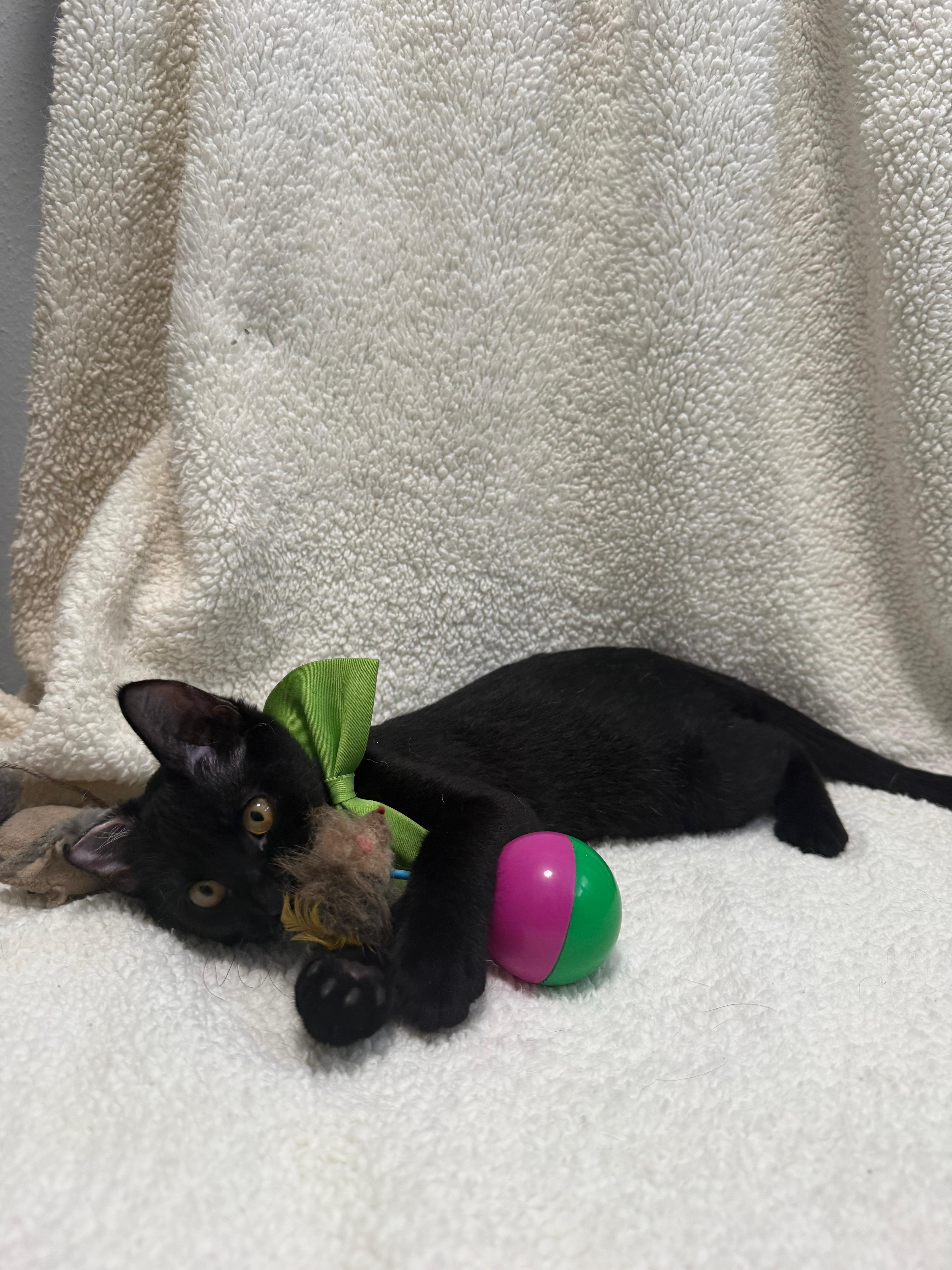 Enlarge Nik, a Adoptable Domestic Short Hair in Aibonito, PR image 5/5