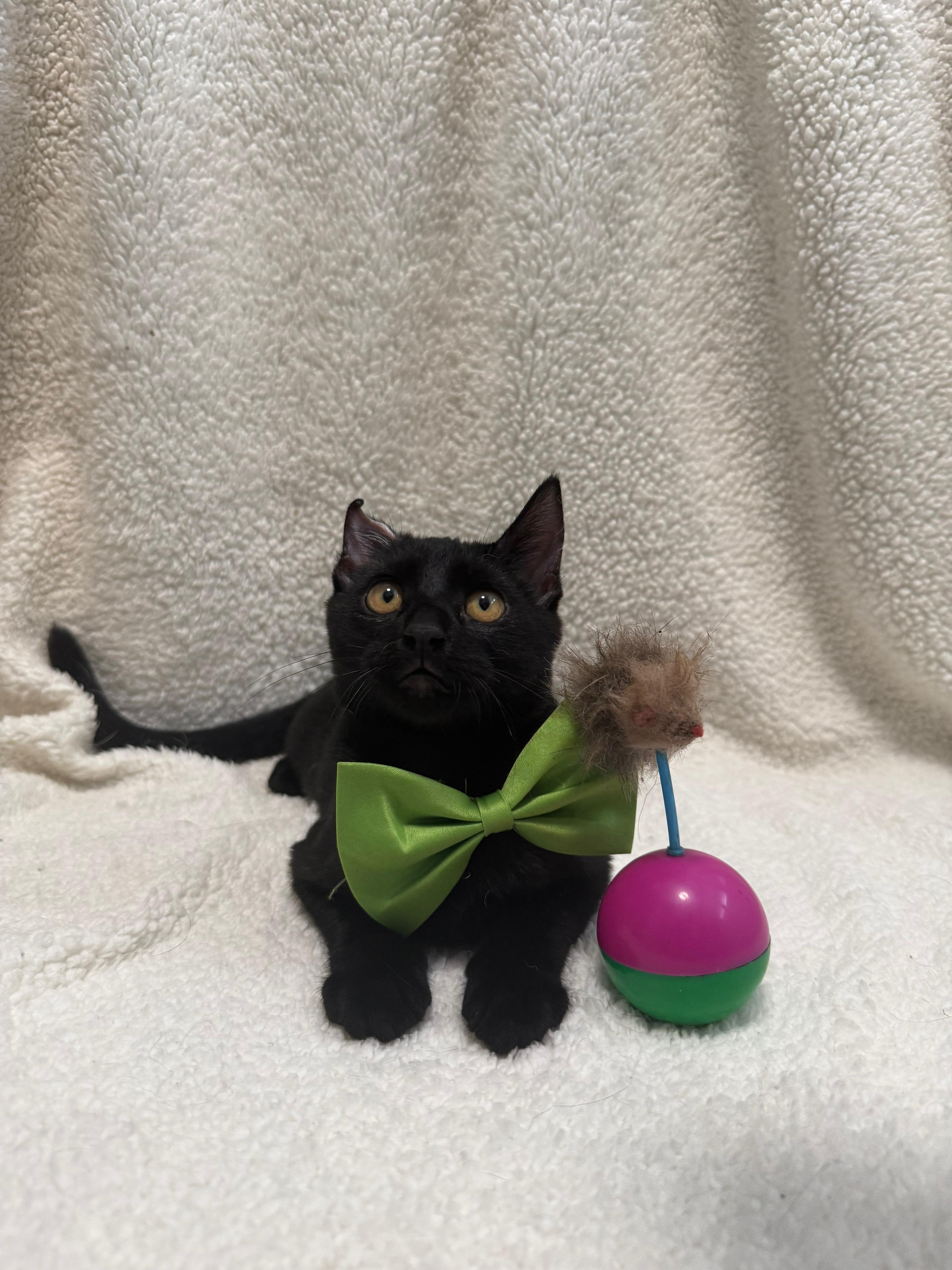 Enlarge Nik, a Adoptable Domestic Short Hair in Aibonito, PR image 1/5