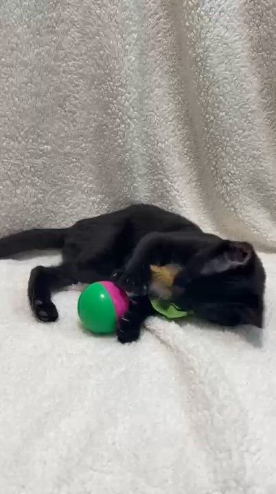 Enlarge Nik, a Adoptable Domestic Short Hair in Aibonito, PR video 2/5