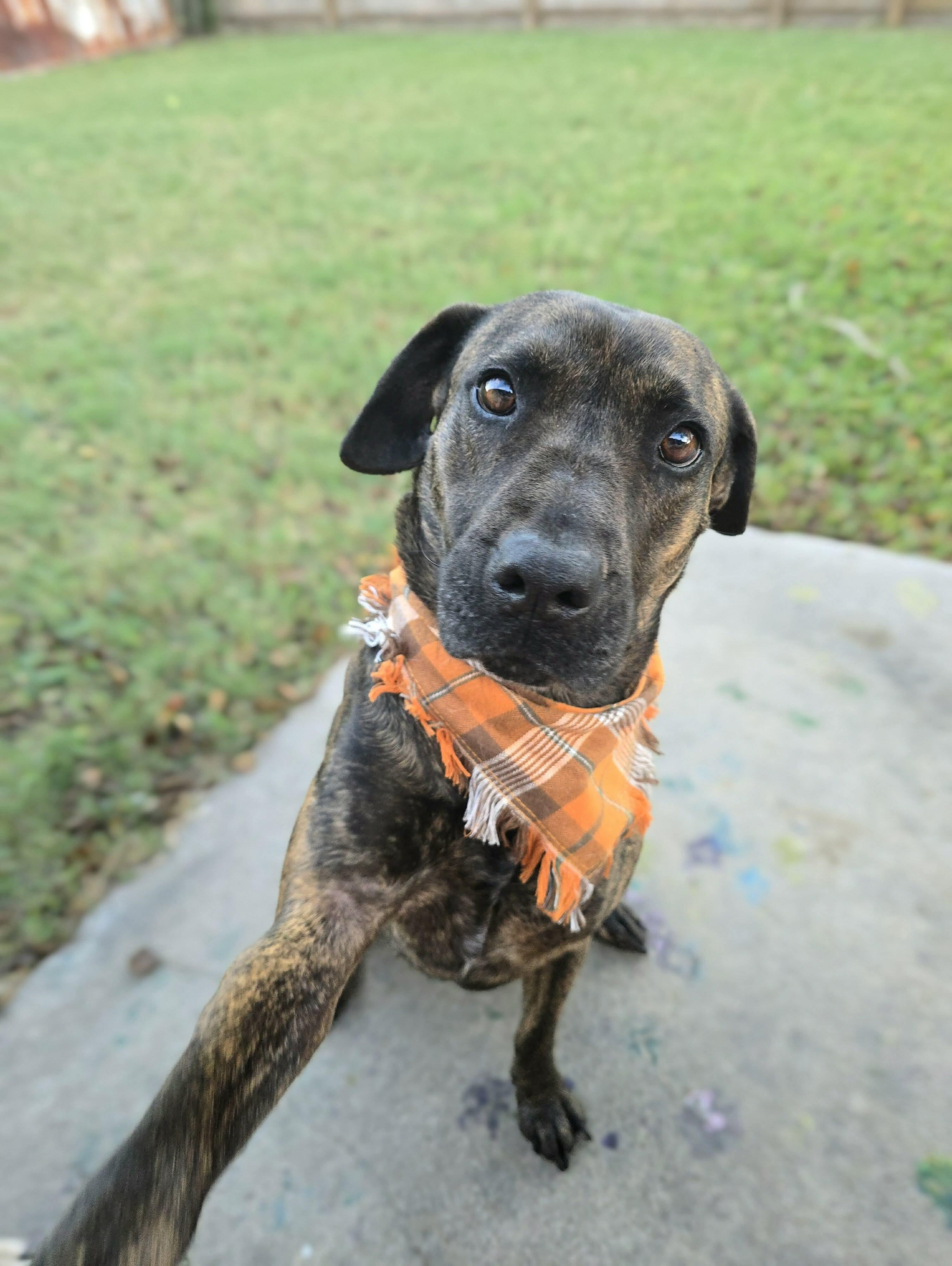 Meadow, a Adoptable mixed breed in Darien, IL image 5/6