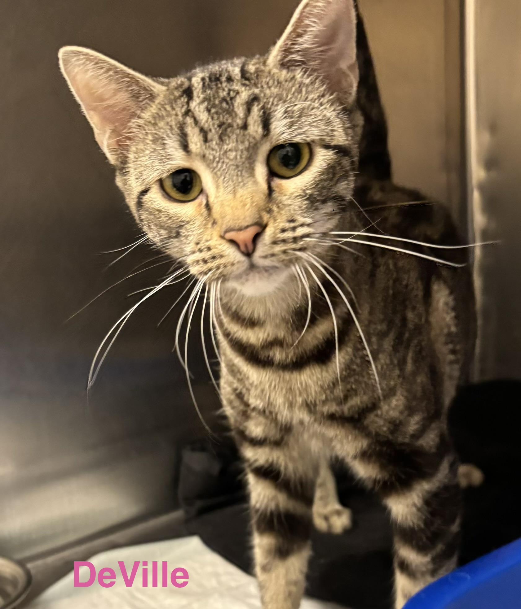 Deville, ADOPTABLE, Adult Female Tabby & Bengal.
