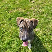 June, Adoptable, Young Female Husky.