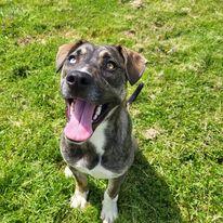 June, a Adoptable Husky in Fairfield, IL image 2/3