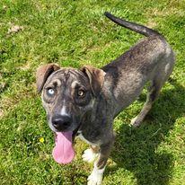 June, a Adoptable Husky in Fairfield, IL image 3/3