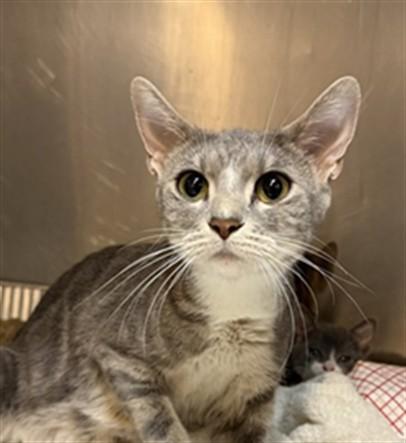 MIA, Adoptable, Young Female Domestic Short Hair.