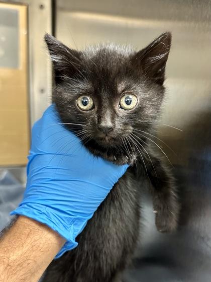 Lucy, Adoptable, Kitten Female Domestic Short Hair.