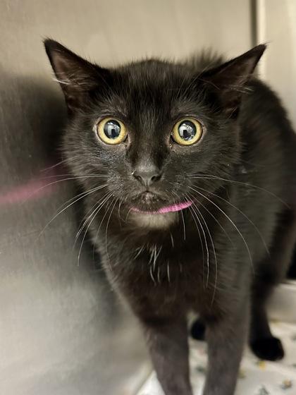 Lucy, a Adoptable mixed breed in Wichita, KS image 2/2