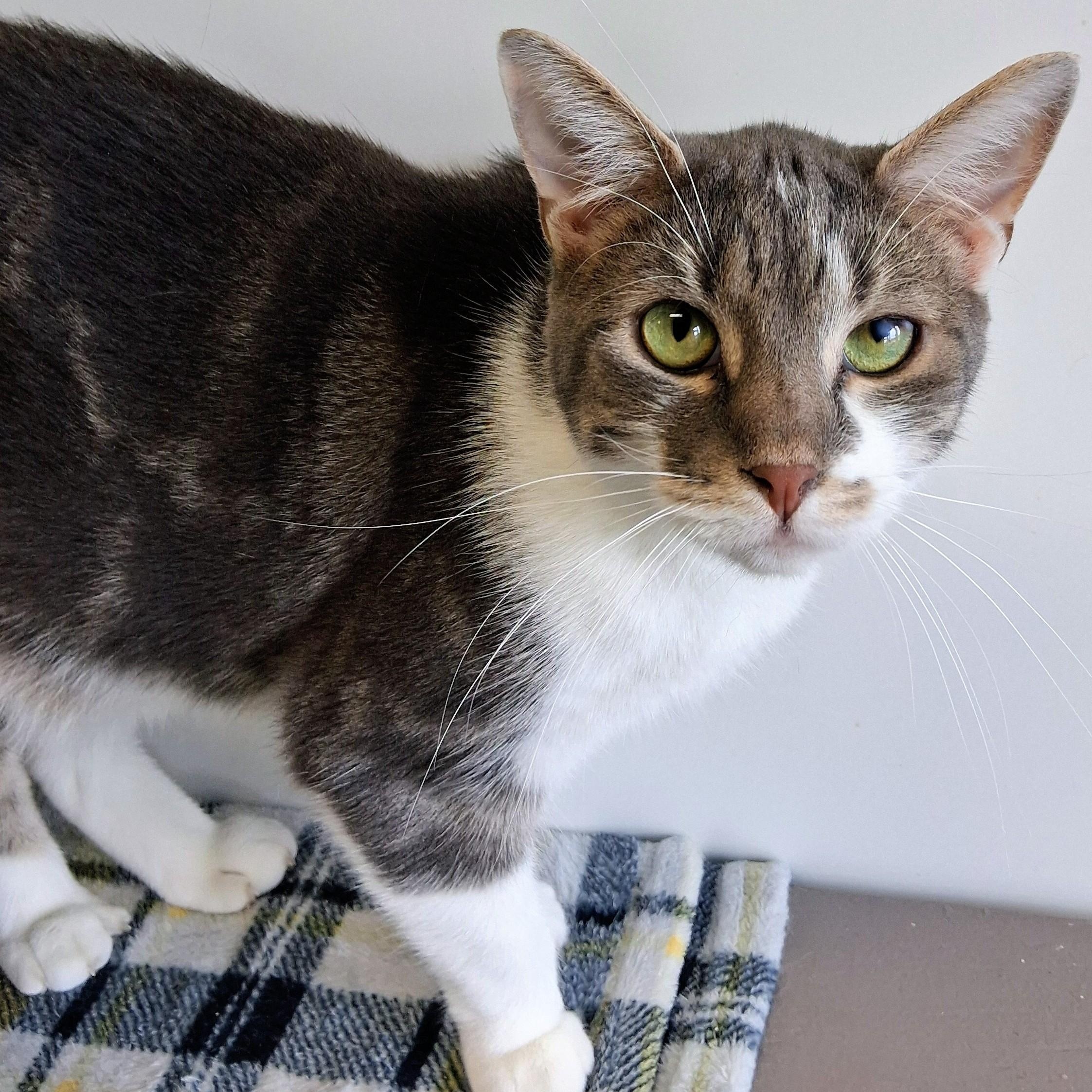 Enlarge Johnny, a Adoptable Domestic Short Hair in Belmont, NY image 1/6