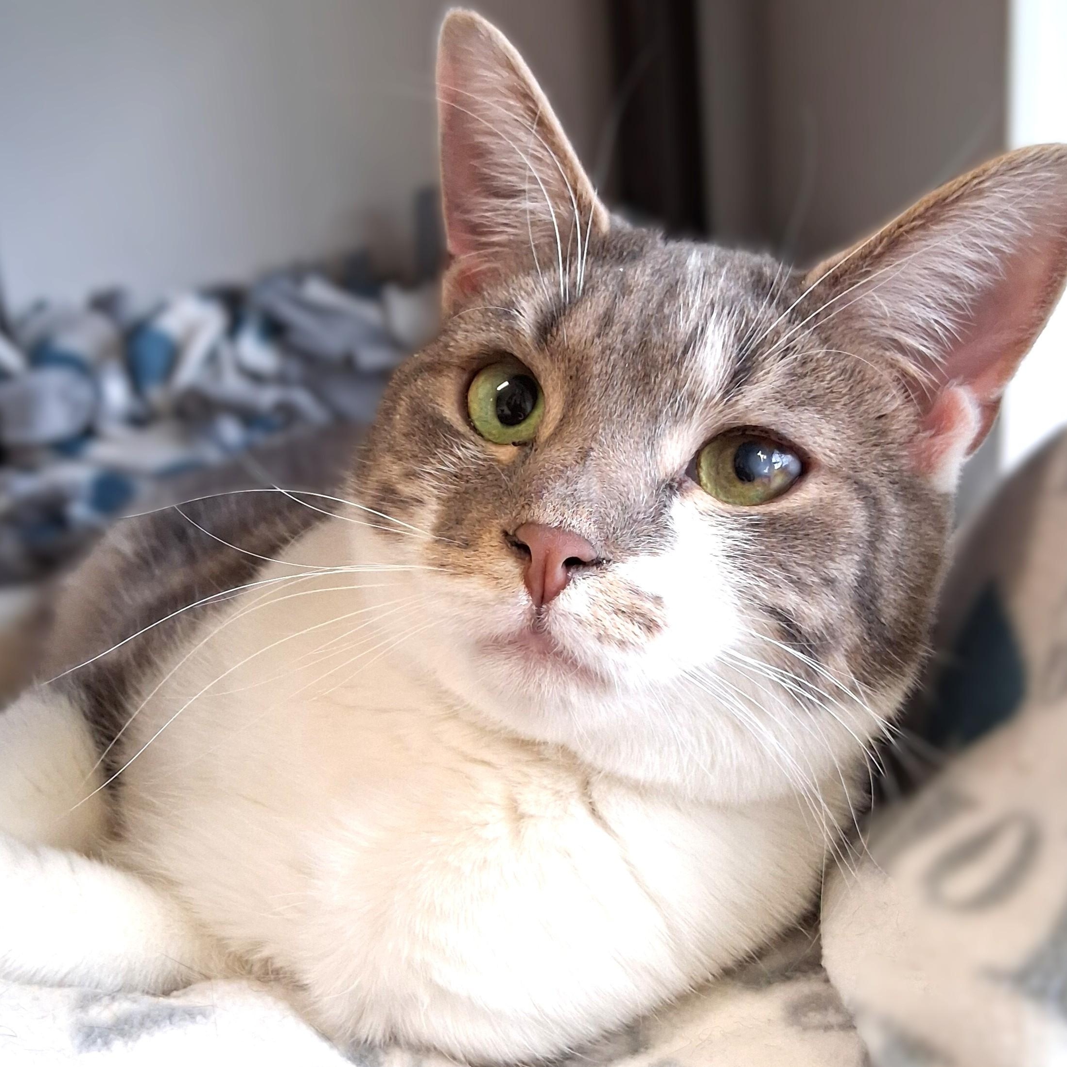 Enlarge Johnny, a Adoptable Domestic Short Hair in Belmont, NY image 3/6