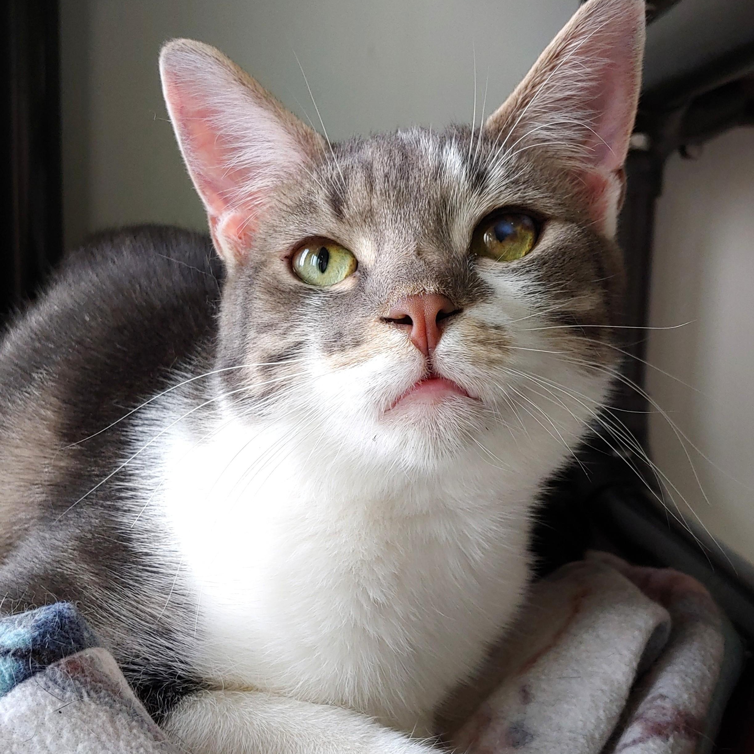 Enlarge Johnny, a Adoptable Domestic Short Hair in Belmont, NY image 5/6