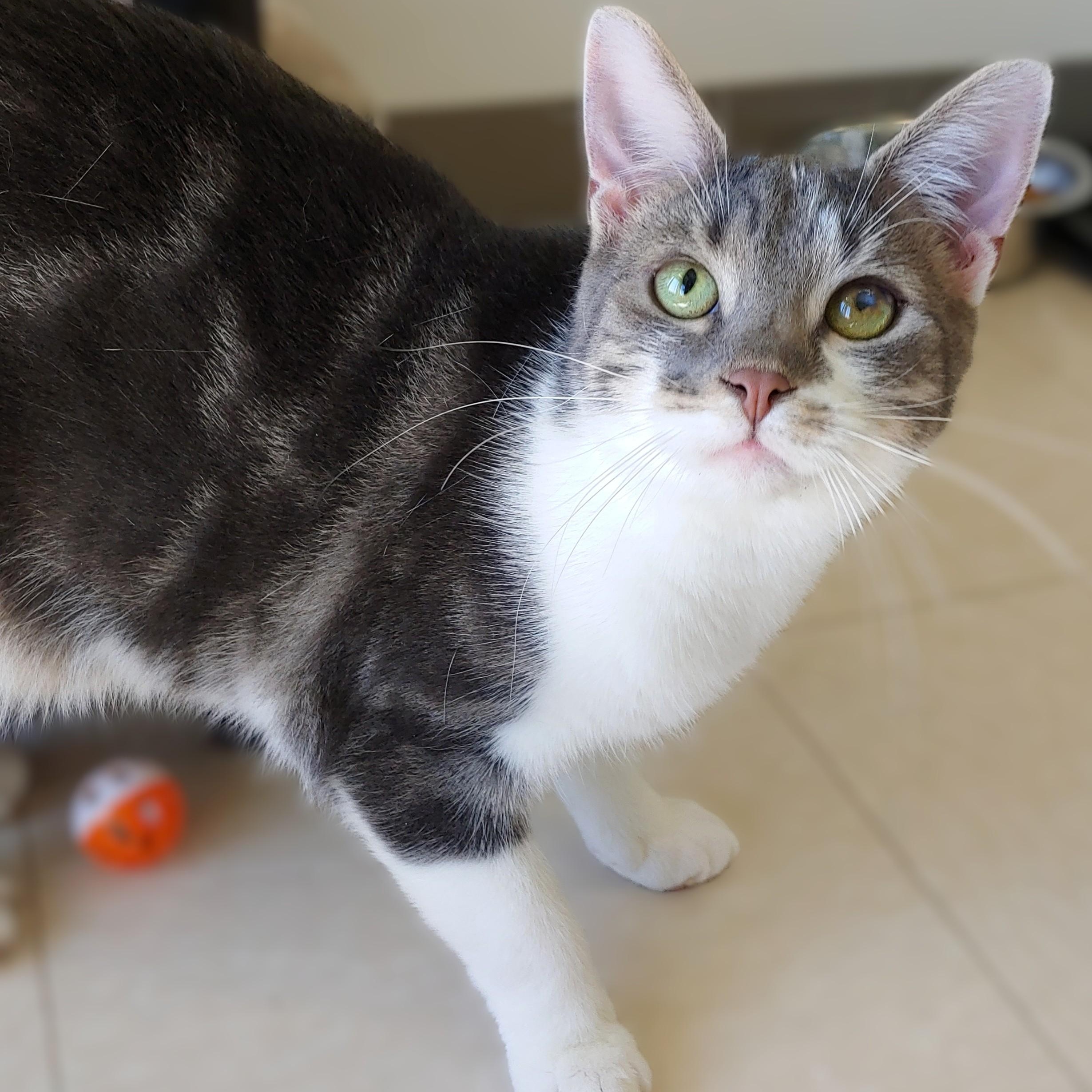 Enlarge Johnny, a Adoptable Domestic Short Hair in Belmont, NY image 4/6