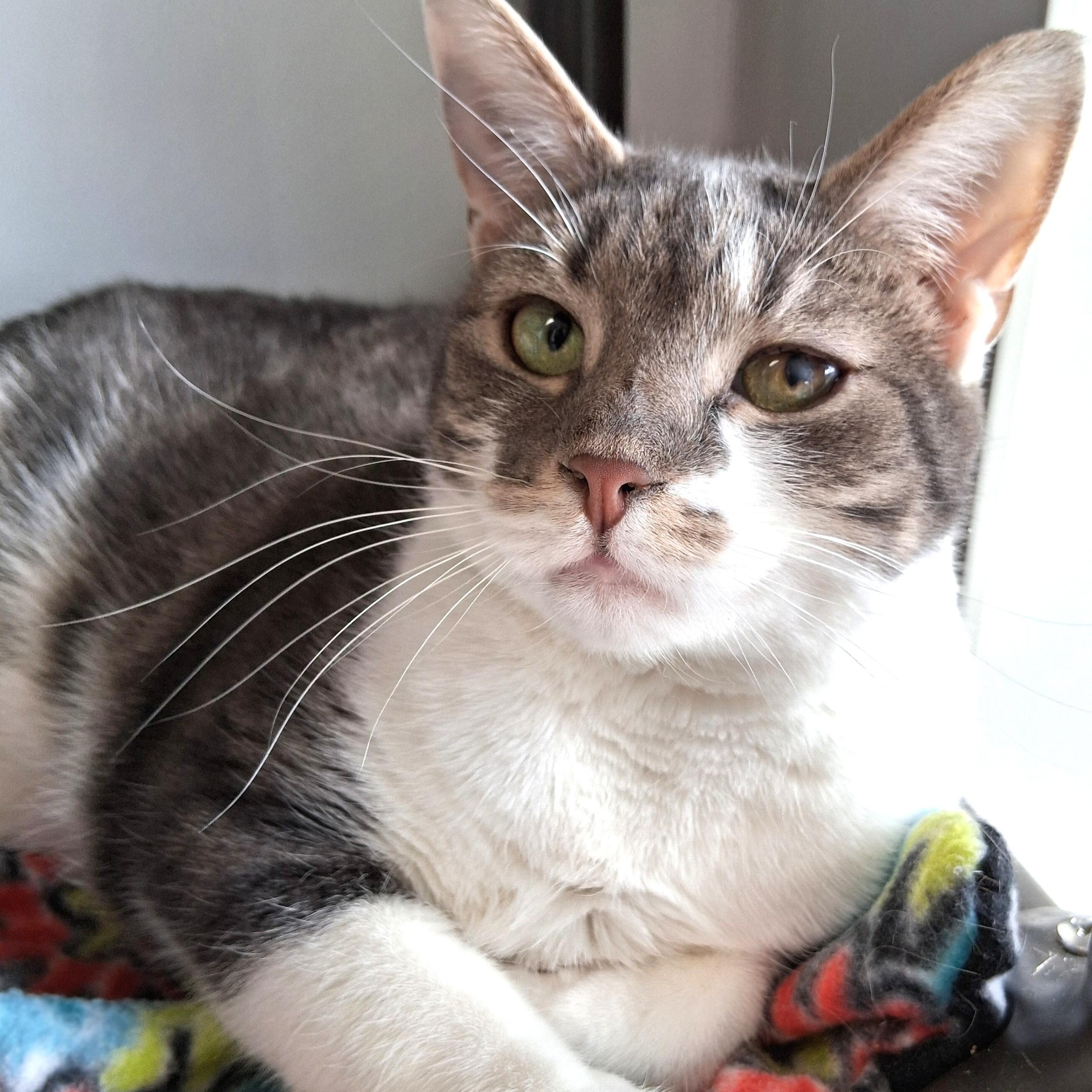 Johnny, Adoptable, Adult Male Domestic Short Hair.