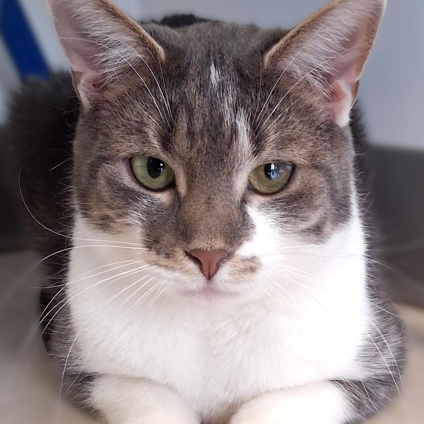 Enlarge Johnny, a Adoptable Domestic Short Hair in Belmont, NY image 2/6