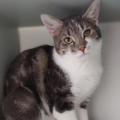 Enlarge Johnny, a Adoptable Domestic Short Hair in Belmont, NY image 6/6