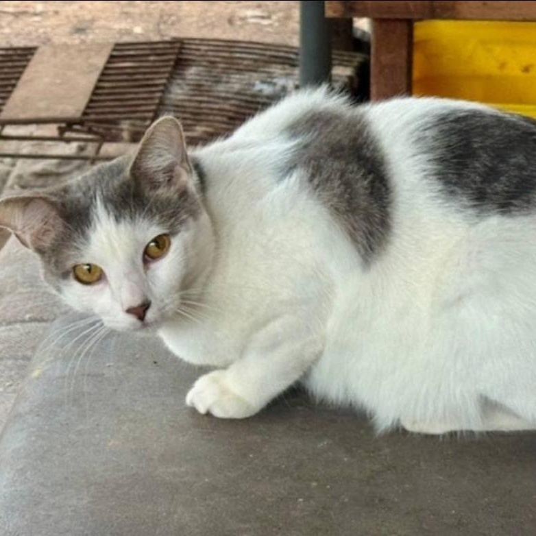 Enlarge Grots, a Adoptable Domestic Short Hair in Warr Acres, OK image 1/1