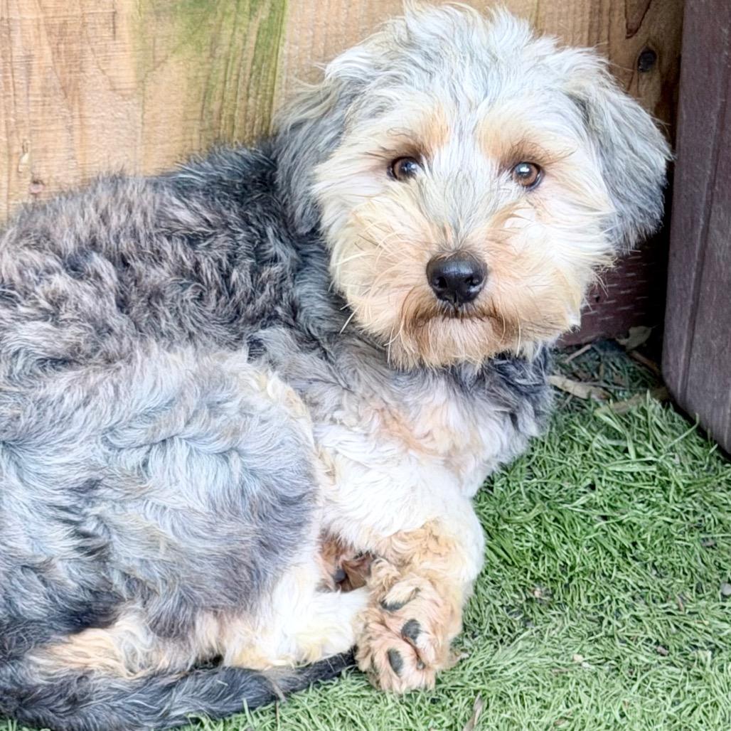 Gregory, Adoptable, Adult Male Yorkshire Terrier.