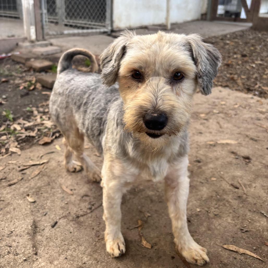 Enlarge Gregory, a Adoptable Yorkshire Terrier in Sonoma, CA image 1/6