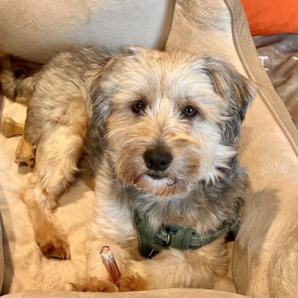 Enlarge Gregory, a Adoptable Yorkshire Terrier in Sonoma, CA image 2/6