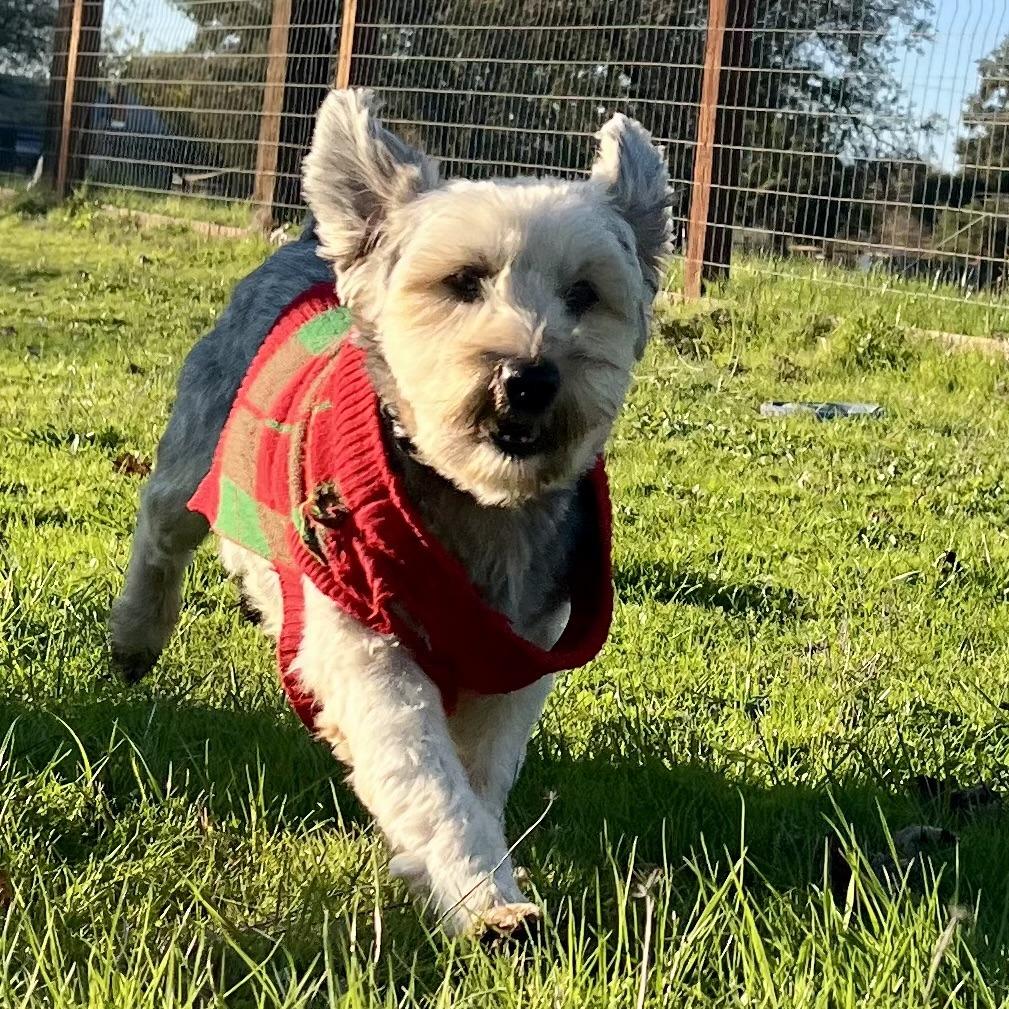 Gregory, Adoptable, Adult Male Yorkshire Terrier.